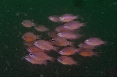 Ostorhinchus fleurieu