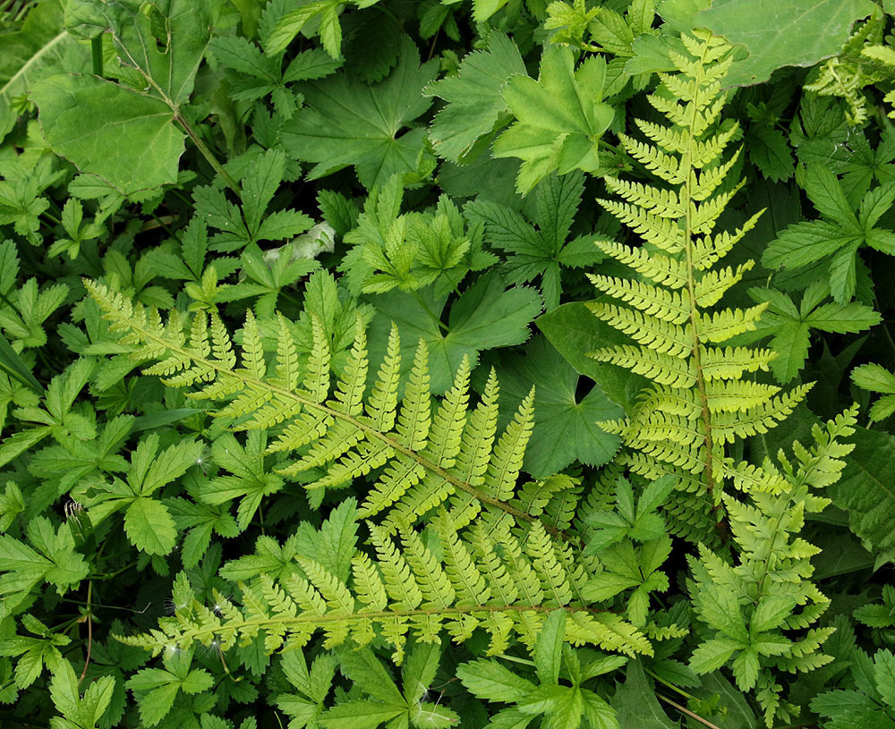 Soft shield fern