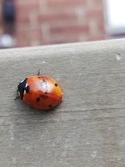 Coccinella septempunctata