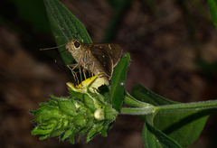 Torbenlarsenia gemella