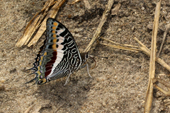 Charaxes castor flavifasciatus