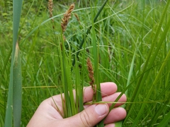 Carex sartwellii