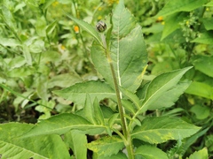 Asteraceae