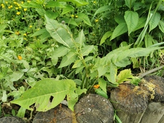 Asteraceae