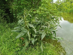 Rumex hydrolapathum