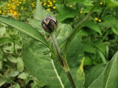 Asteraceae