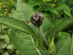 Asteraceae
