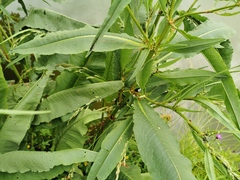 Rumex hydrolapathum