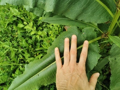 Rumex hydrolapathum