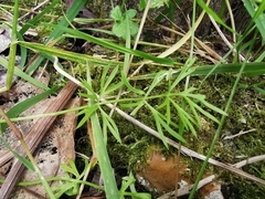 Magnoliopsida