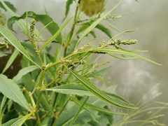 Rumex hydrolapathum
