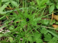 Magnoliopsida