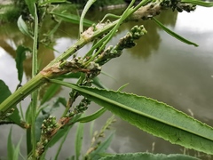 Rumex hydrolapathum