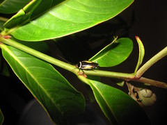 Hemithyrsocera vittata
