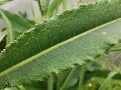 Rumex hydrolapathum