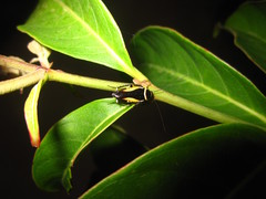 Hemithyrsocera vittata