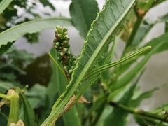 Rumex hydrolapathum