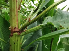 Rumex hydrolapathum