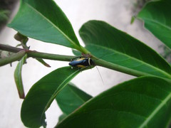 Hemithyrsocera vittata