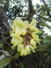 Image of Epidendrum atwoodchlamys