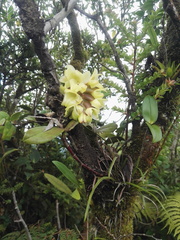 Epidendrum atwoodchlamys