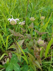 Monarda bradburiana