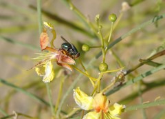 Cochliomyia