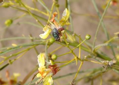 Cochliomyia