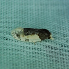 Henricus edwardsiana