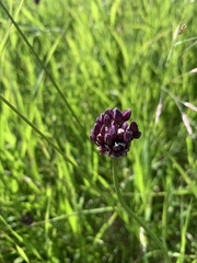 Allium