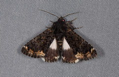 Catephia alchymista