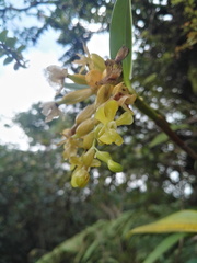 Image of Epidendrum barbae