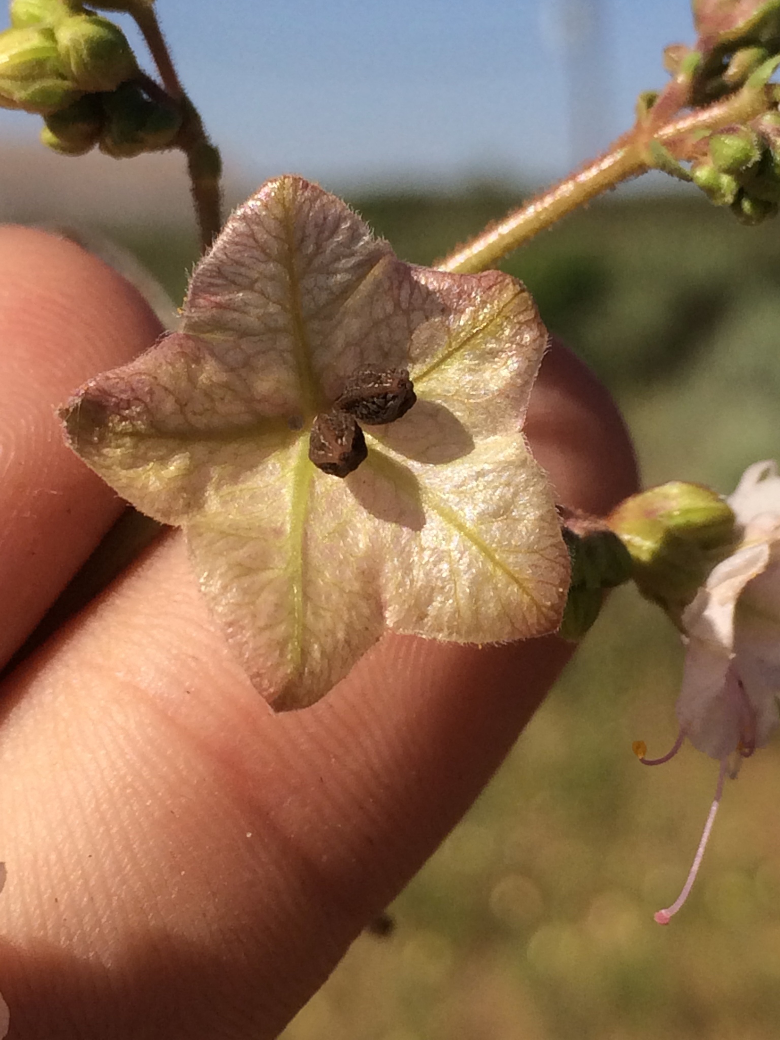 Mirabilis glabra