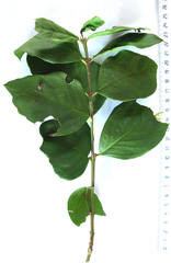 Acokanthera oppositifolia