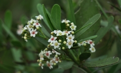 Gymnosporia elliptica