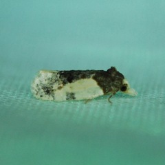 Henricus edwardsiana