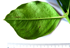 Acokanthera oppositifolia