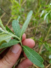 Salix humilis