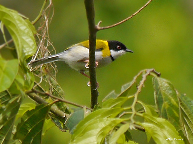 Black-capped Apalis (Apalis nigriceps) photo