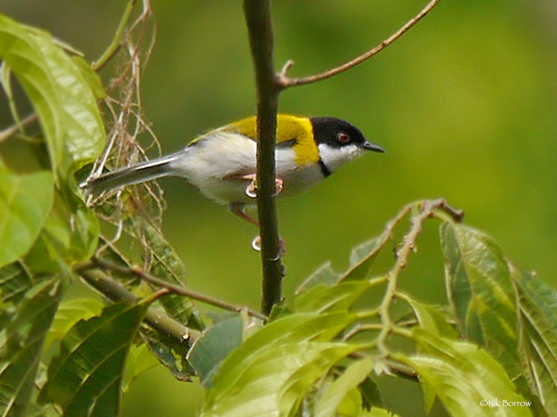 Black-capped Apalis illustration