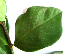 Acokanthera oppositifolia