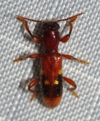 Priocera castanea