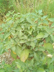 Solanum chenopodioides