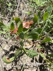 Rumex venosus