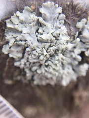 Physcia