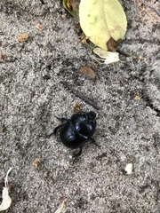 Anoplotrupes stercorosus