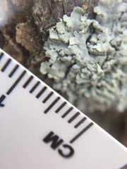 Physcia
