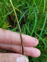 Carex sartwellii