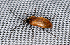 Pseudocistela ceramboides