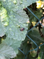 Harmonia axyridis